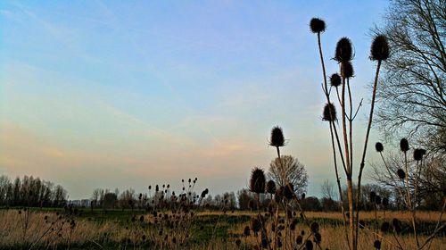 Scenic view of field against sky at sunset