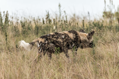 Sheep in a field