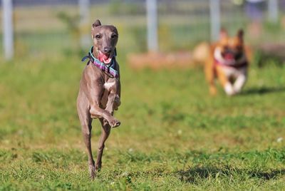 Dog running on field