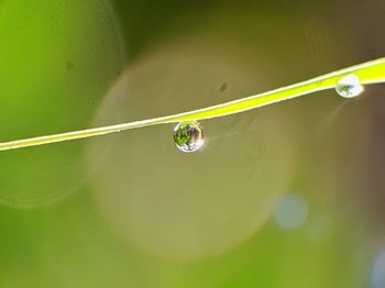 Close-up of water drops on plant