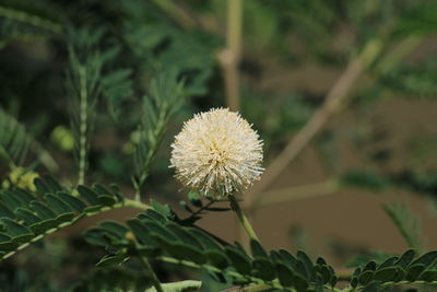 Close-up of dandelion flower