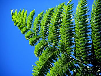 Low angle view of palm tree against clear blue sky