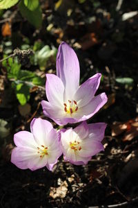 Close-up of purple flower blooming outdoors