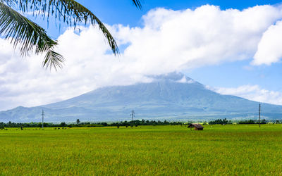 Scenic view of agricultural field against sky