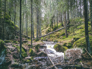 Plants and trees in forest