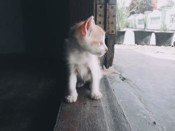 Cat looking away while sitting on floor