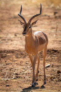 Backlit male common impala walks over scrub