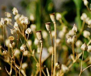 Close-up of flowering plant on field