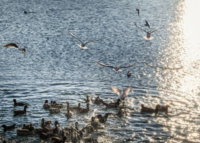 Seagulls flying over sea