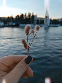 Close-up of hand holding flowers over river