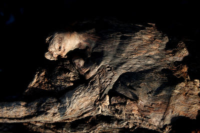 Close-up of lizard on tree at night