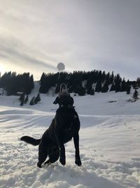 Dog on snow covered field