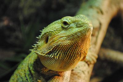 Close-up of lizard