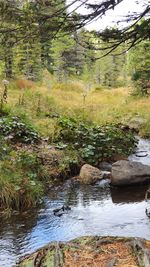 Stream flowing through rocks in forest