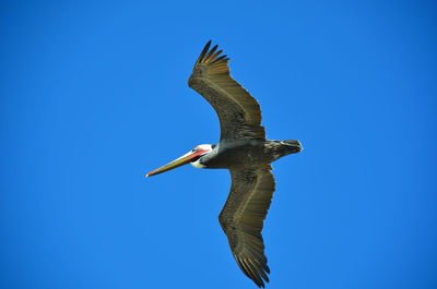 Low angle view of bird flying against clear blue sky