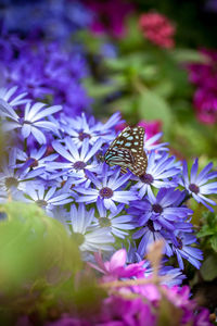 Close-up of butterfly pollinating on purple flowers