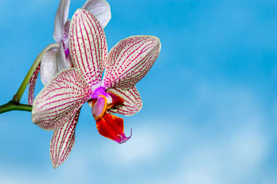 Low angle orchid flower bloom with blue sky background.