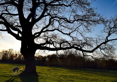 Tree on grass against sky