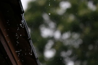 Low angle view of raindrops falling on plant