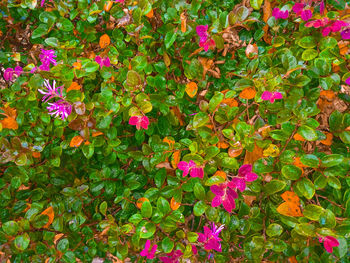 Close-up of multi colored flowers blooming outdoors