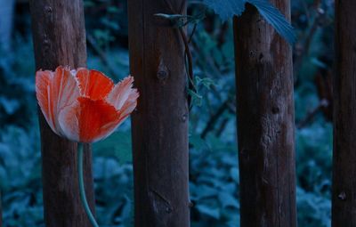 Close-up of orange flower on wood