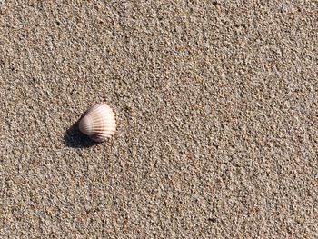 High angle view of shell on sand