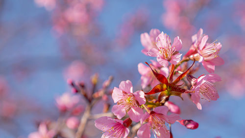 Close-up of pink cherry blossom