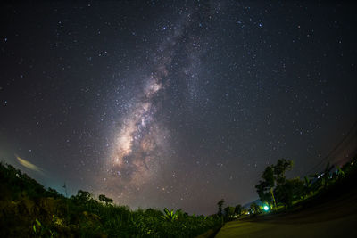 Low angle view of trees against sky at night