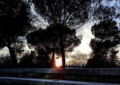 Bare trees at sunset