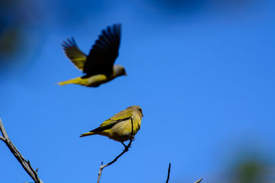 Low angle view of birds flying against blue sky