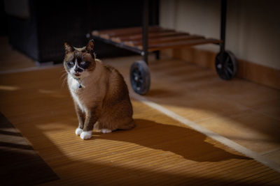 Portrait of a cat sitting on wooden floor