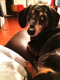 Dog resting on sofa