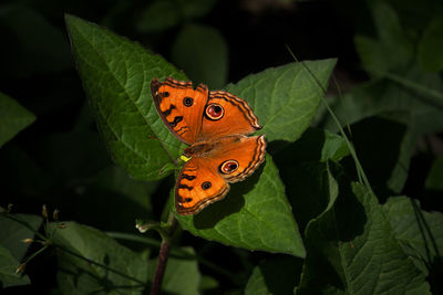 Close-up of butterfly on leaves