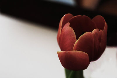 Close-up of red flower