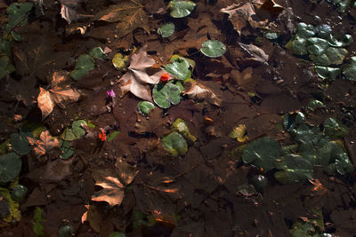 High angle view of plants