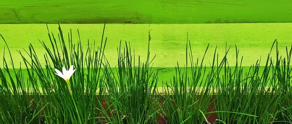 Close-up of wheat growing in field