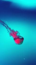 Orange jellyfish in blue sea