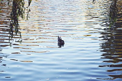 High angle view of ducks swimming on lake