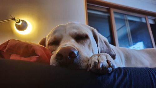 Close-up of a dog resting