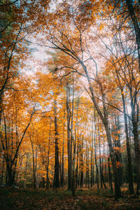 Trees against sky during autumn