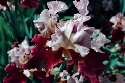 Close-up of red flowering plant