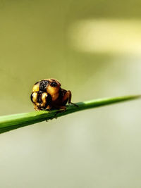 Close-up of insect on plant