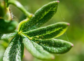 Close-up of plant