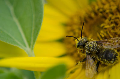 Close-up of butterfly pollinating on yellow flower