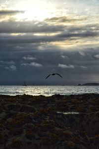 Seagull flying over sea against sky