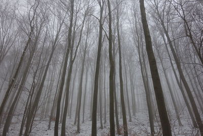 Low angle view of bare trees in forest during winter