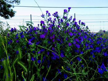 Low angle view of purple flowers blooming on field against sky