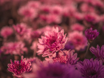 Close-up of pink flowering plants