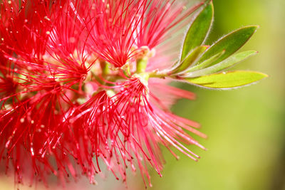 Close-up of pink flower with leaves