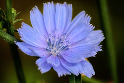 Close-up of purple flowering plant